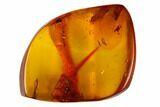 Fossil Mammalian Hair & Spider Preserved in Baltic Amber - Rare! #166255-1